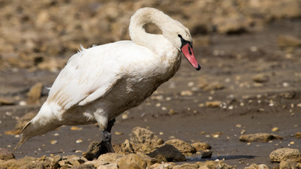 cygne tuberculé 
