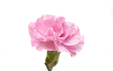pink carnation flower isolated