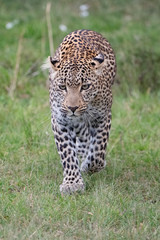 Leopard on the prowl
