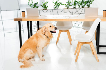 cute golden retriever sitting on floor near table in office