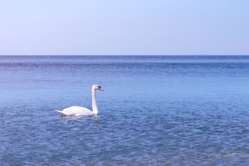 Beautiful white swan swimming on water surface, side view. Elegant wild bird floating alone outdoors in sea. Animal protection care ecology environment. Sea, ocean at Sunny day.