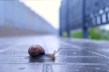 Snail sliding foot on asphalt in city park during rain. Animals in wild life. Brown snail crawling...