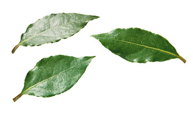 Obraz premium Lorbeerblätter
