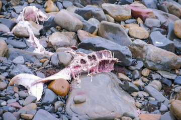 Died Dolphin washed up on rocks during a storm at stony sea beach. Remains of marine animals on rocky coast. Natural life in the wild. Environmental disaster death of animals from water pollution.