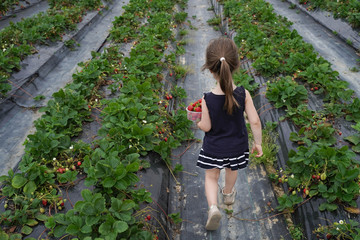 petite fille dans champs de fraises