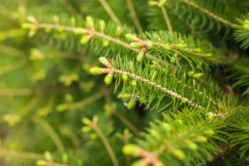 Close up tree spring new shoots. Green macro background with renewal tree in selective focus.