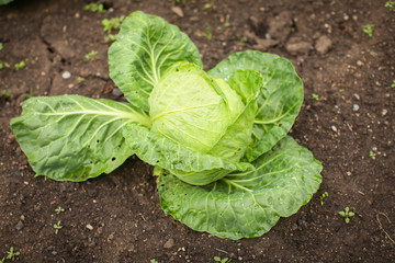 close up green leaves of homegrown white cabbage in garden at daytime in selective focus.