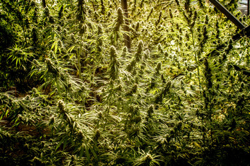 marijuana cannabis plant leaves and top view, background cap site or wallpaper panoramic © mariopedone