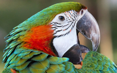 ARARA