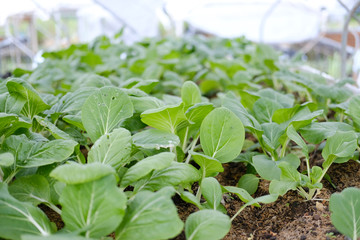 plant growing in farm. vegatable plantation  in garden