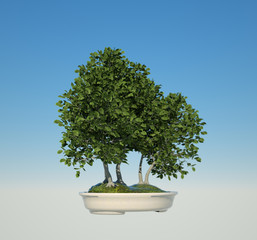 Tree in blue background
