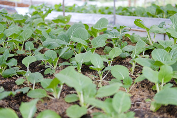 plant growing in farm. vegatable plantation  in garden