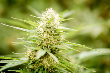 marijuana cannabis plant leaves and top view, background cap site or wallpaper panoramic