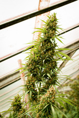 marijuana cannabis plant leaves and top view, background cap site or wallpaper panoramic