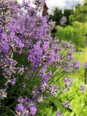 Honigbiene im Lavendelfeld