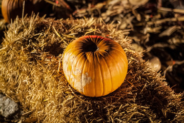 Citrouille orange d'Halloween posée sur de la paille