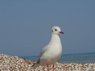 Close-up young seagull on the sand against the background of the sea
