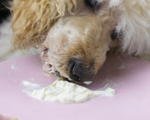 A dog licked off a plate of cream. Theft of food by the dog, when no one sees.