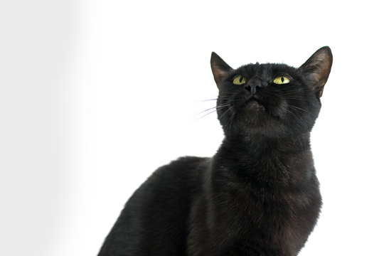 A black cat is looking up on a white background.