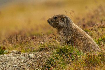 Piccolo di marmotta