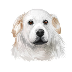 Kuvasz Hungarian ancient breed of livestock dog digital art illustration. Pet and guard dog, originated in Hungary as protector of farmers livestocks. Purebred animal puppy isolated portrait.