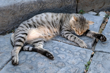 Chat endormi