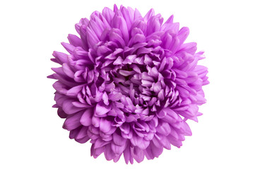 aster flowers isolated
