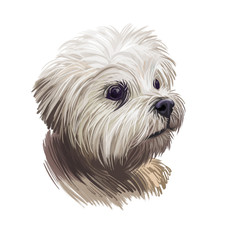 Lowchen little lion dog, petit chien toy breed digital art illustration. French canine, pet originated in France with long and wavy coat. Portrait closeup of mammal animal, puppy with white fur.