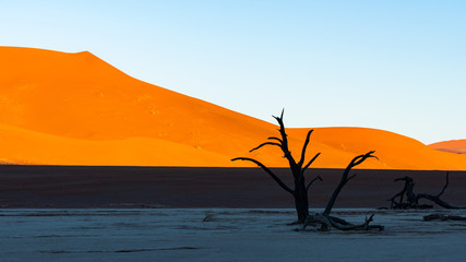 Landscape view of orange sand dune desert with clear blue ky at Namib desert in Namib-Naukluft...