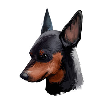 Miniature pinscher, German dog breed digital art illustration. Profile portrait of canine originated in Germany. Min pin hound, zwergpinscher type of animal with long ears. Pet isolated on brown