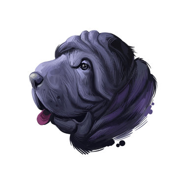 Miniature mini shar pei dog, profile portrait digital art illustration. Pet bred from recessive gene of shar-pei, Chinese originated puppy. Animal from China with wide padded muzzle, highly set ears.