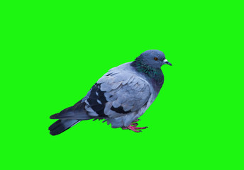 .The dove is found in parks, near churches or just on the street.