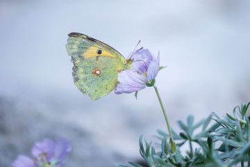 Farfalla verde e gialla su fiore di geranio selvatico lilla