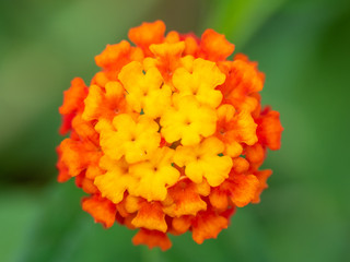 Fiore arancione 