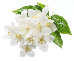 Blooming jasmine branch isolated on white.