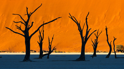 Silhouette Dead Camelthorn Trees against orange shade of color desert sand dunes at sunrise on white clay pan at Deadvlei, Sossusvlei , Namib desert , NAMIBIA