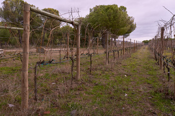 Obraz premium Viñedo en la Ribera del Duero, Quintanilla de Onésimo, Valladolid, España