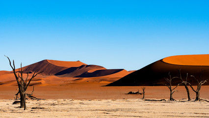 Fototapeta na wymiar Deadvlei in Namib-Naukluft national park Sossusvlei in Namibia - Dead Camelthorn Trees against orange sand dunes with blue sky.