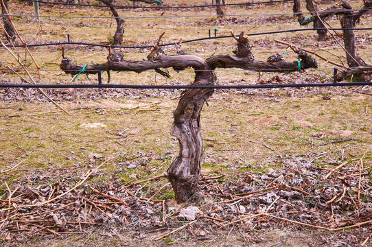 Vid de la Ribera del Duero