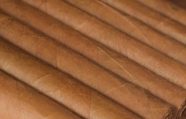Cigars tobacco in a row closed up textured brown  background