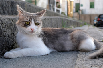 Chat sur des marches