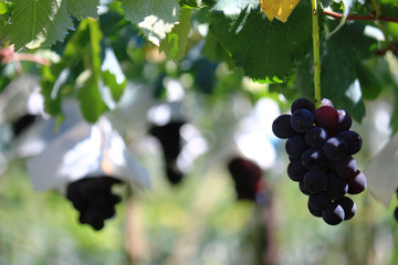 Japanese autumn vineyard landscape with large grown grapes