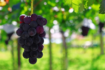Japanese autumn vineyard landscape with large grown grapes