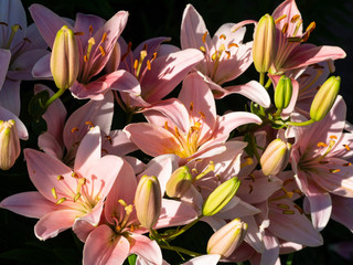 Pink lilies close-up. Pink lilies are lit by the sun.