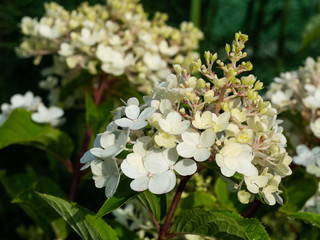 White hydrangea flowers in summer close-up. White hydrangea at the beginning of flowering with drops of water after rain.