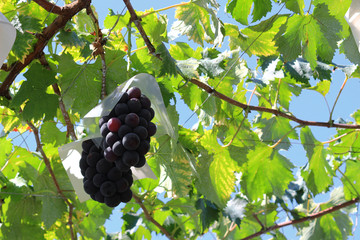 Japanese autumn vineyard landscape with large grown grapes
