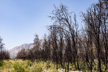 Young burnt trees near the village of Trstenik, Peljesac Peninsula, Dalmatia, Croatia
