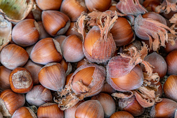 new harvest season dried nuts, hazelnuts