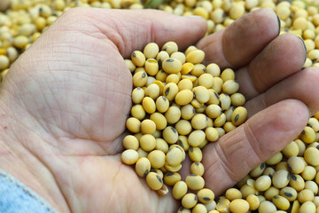 Farmer's hand holds soybean seeds. Healthy Organic Product. Good harvest concept.