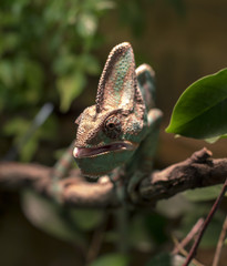 chameleon